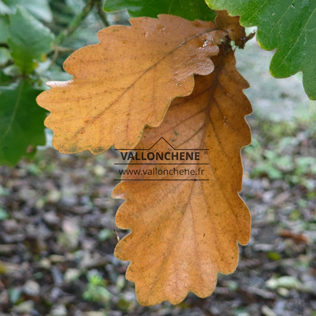 Foliage of QUERCUS dentata ‘Carl Ferris Miller’ with its gorgeous autumn coloring