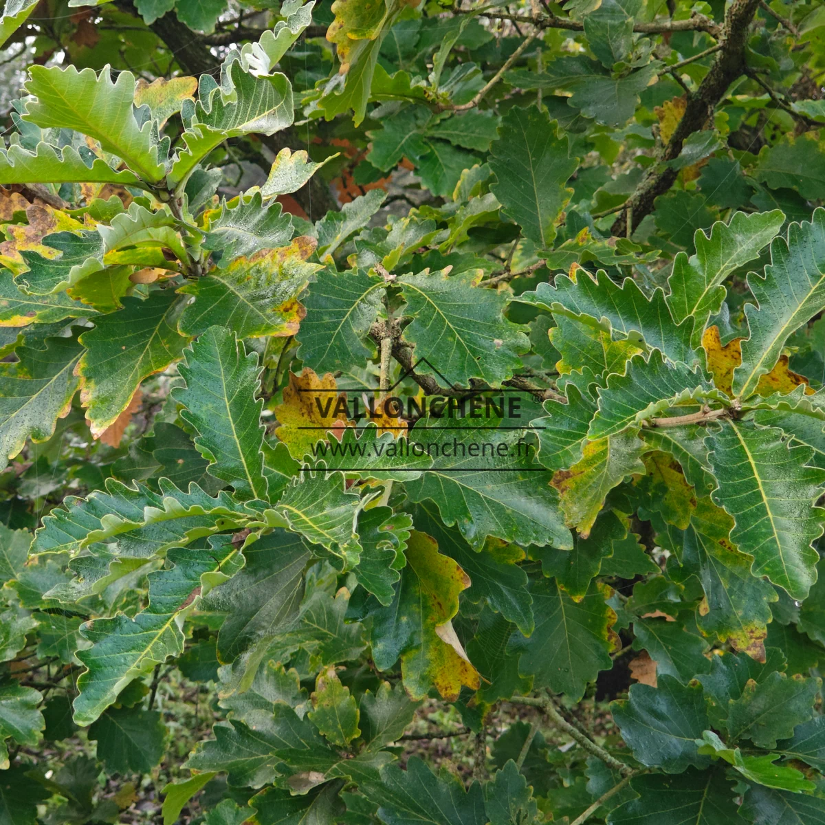 Leaves of QUERCUS dentata ‘Carl Ferris Miller’ in late October, starting to show their autumn colors