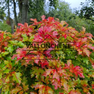 Leuchtend rotes Laub von QUERCUS palustris 'Isabel'