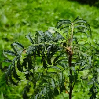 Magnificent dark green, laciniated foliage of the SORBUS aucuparia 'Chinese Lace'