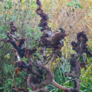 Wood of the AESCULUS hippocastanum 'Monstrosa' after leaf fall showing the fasciation on its wood