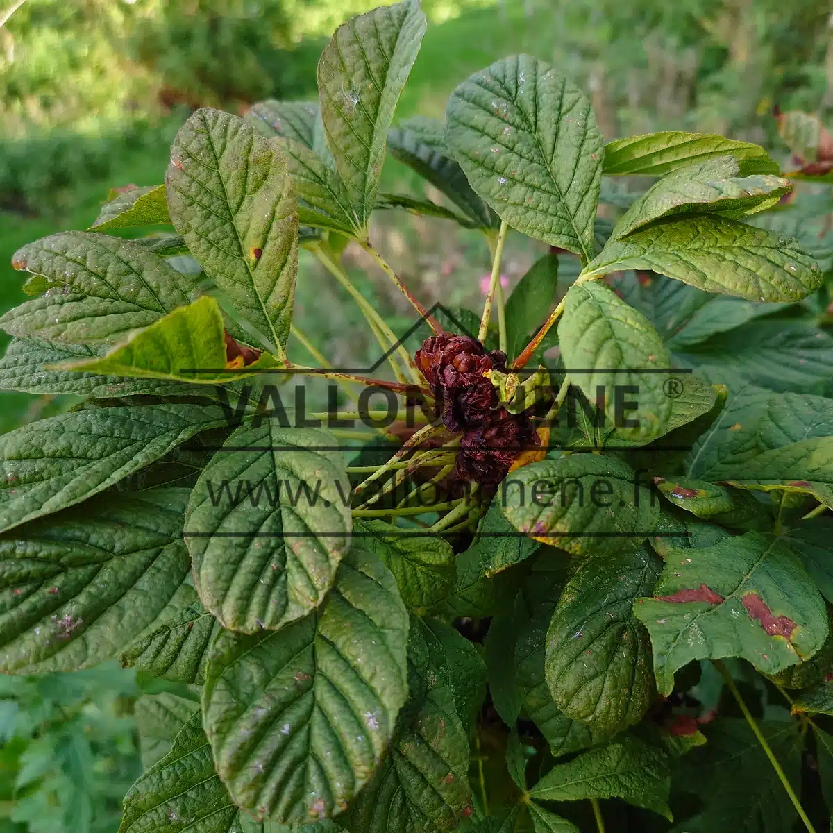 Knospe der AESCULUS hippocastanum 'Monstrosa'