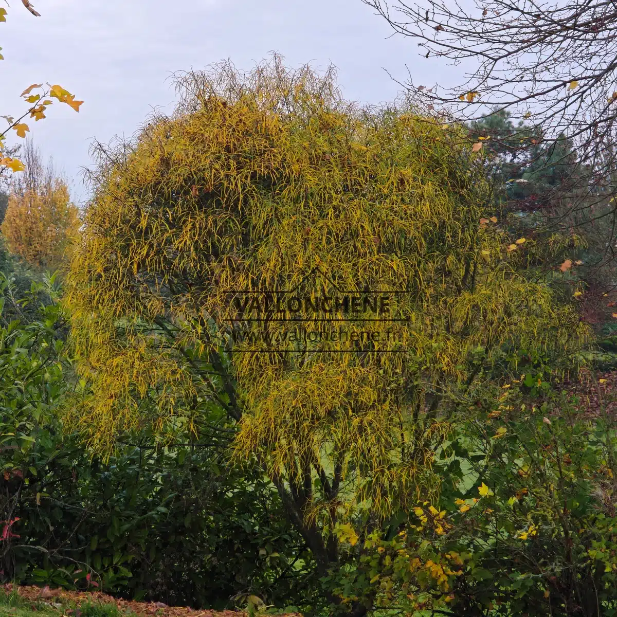 Un ALNUS frangula 'Aspleniifolia' (autrefois RHAMNUS frangula 'Aspleniifolia') débutant sa belle coloration jaune à l'automne dans le Jardin de Vallonchêne