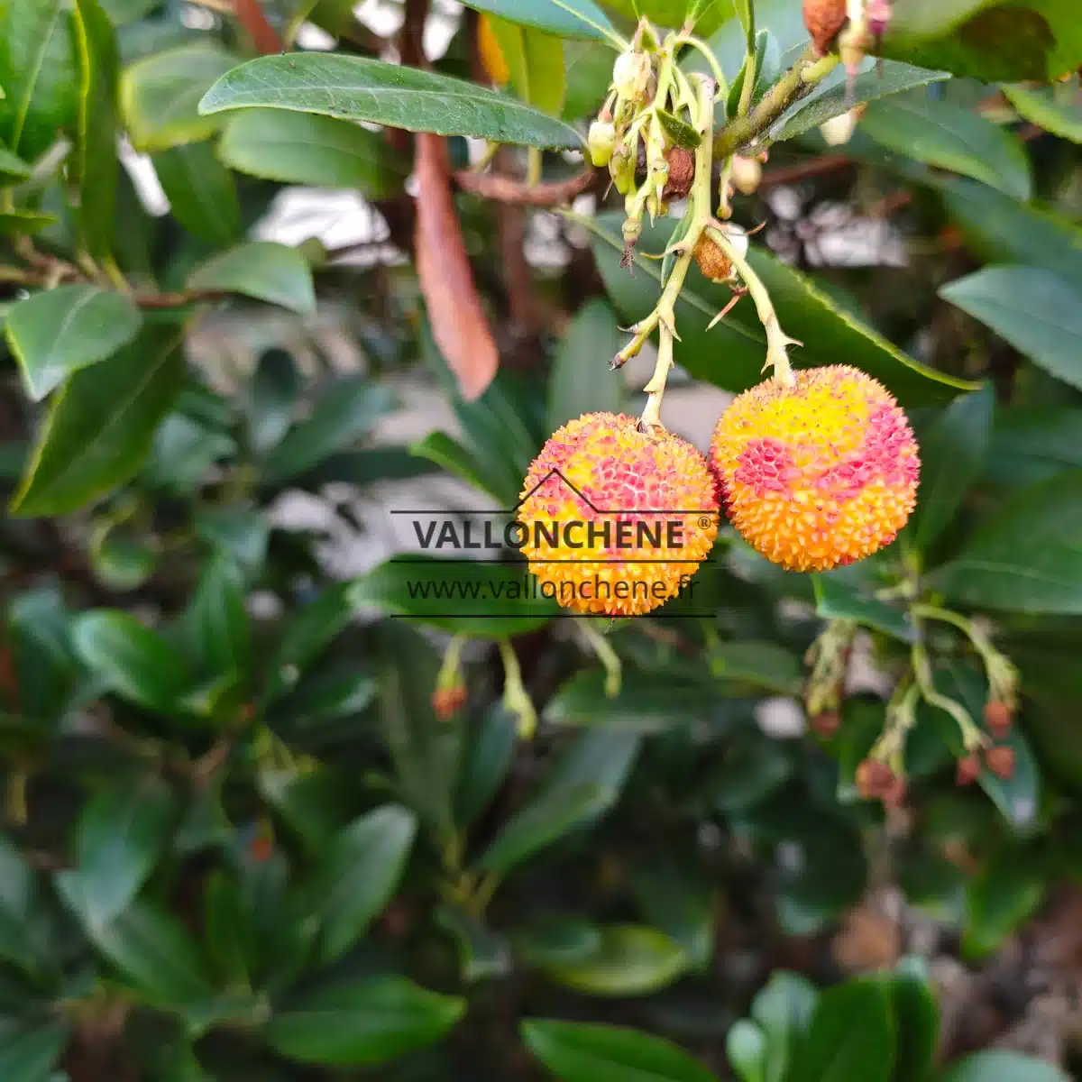 Not yet fully ripe yellow fruits of the ARBUTUS unedo