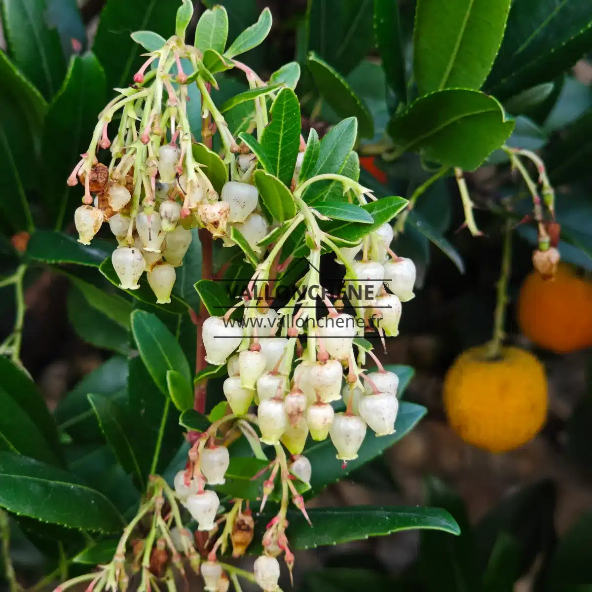 Fleurs blanches en grappe de l'ARBUTUS unedo