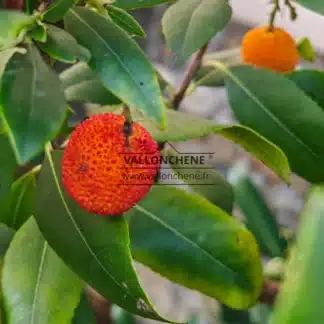 Fruit mûr d'un orange rouge vif de l'ARBUTUS unedo