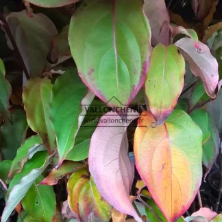 Foliage of the CORNUS kousa 'Flower Tower' (Zuilb1) beginning its autumn coloration with shades of green, yellow, orange, and red.