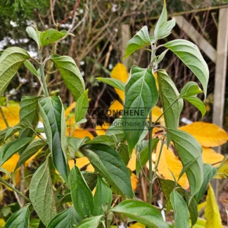 Follaje verde del CORNUS wilsoniana (SWIDA wilsoniana)