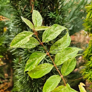 The leaves of the DEUTZIA scabra 'Punctata' are mottled in shades of green and white.