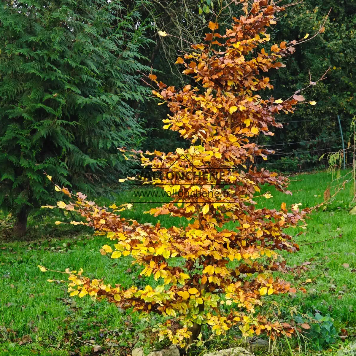 A FAGUS sylvatica 'Franken' with its beautiful shades of yellow in autumn