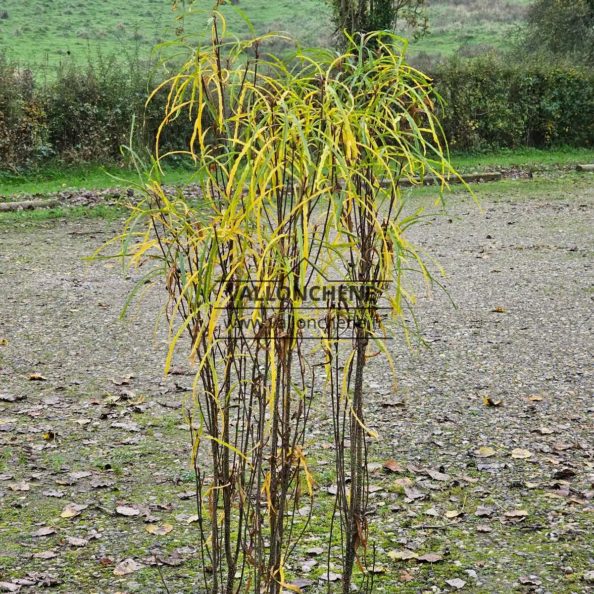 Graphisme très verticale des branches du FRANGULA alnus 'Fine Line' avec son feuillage commençant la coloration automnale d'un jaune intense