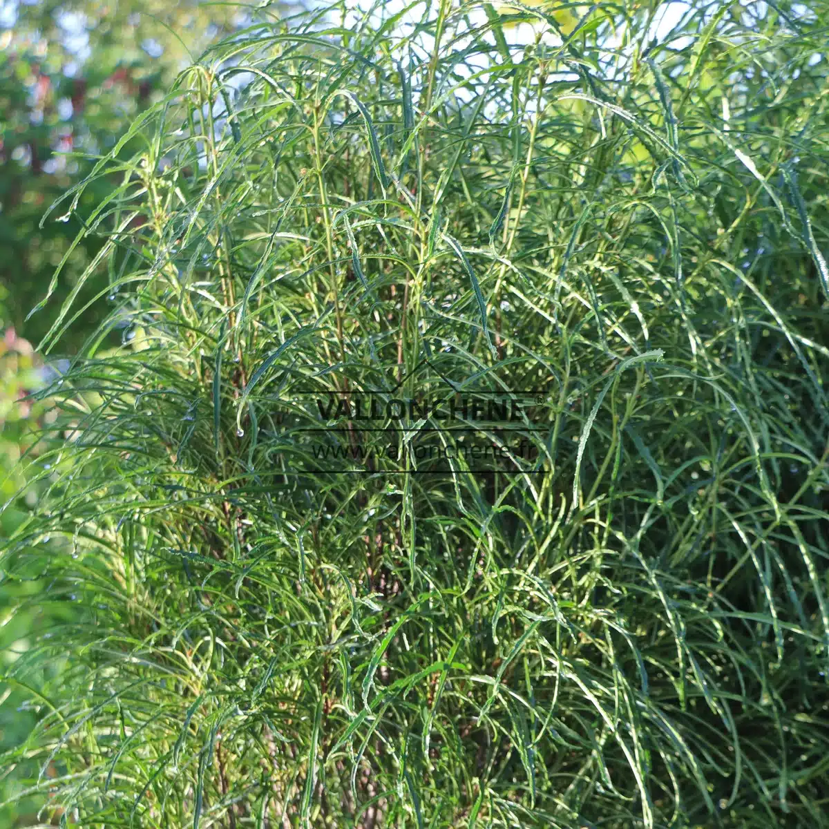 Feuillage très dense en été du FRANGULA alnus 'Fine Line'