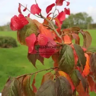 The PARROTIA persica's leaves blaze with vibrant hues of red and gold in autumn