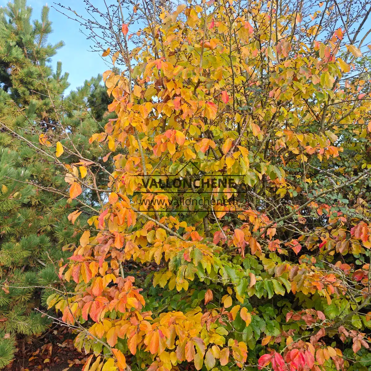 Un PARROTIA persica avec ses couleurs jaunes, oranges et rouges à l'automne dans le Jardin de Vallonchêne