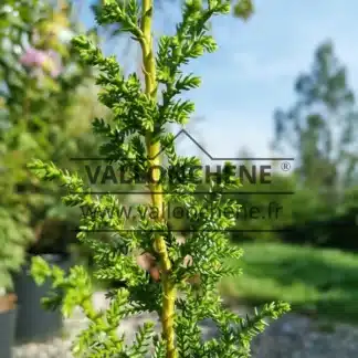 Gros plan sur le feuillage vers du PILGERODENDRON uviferum