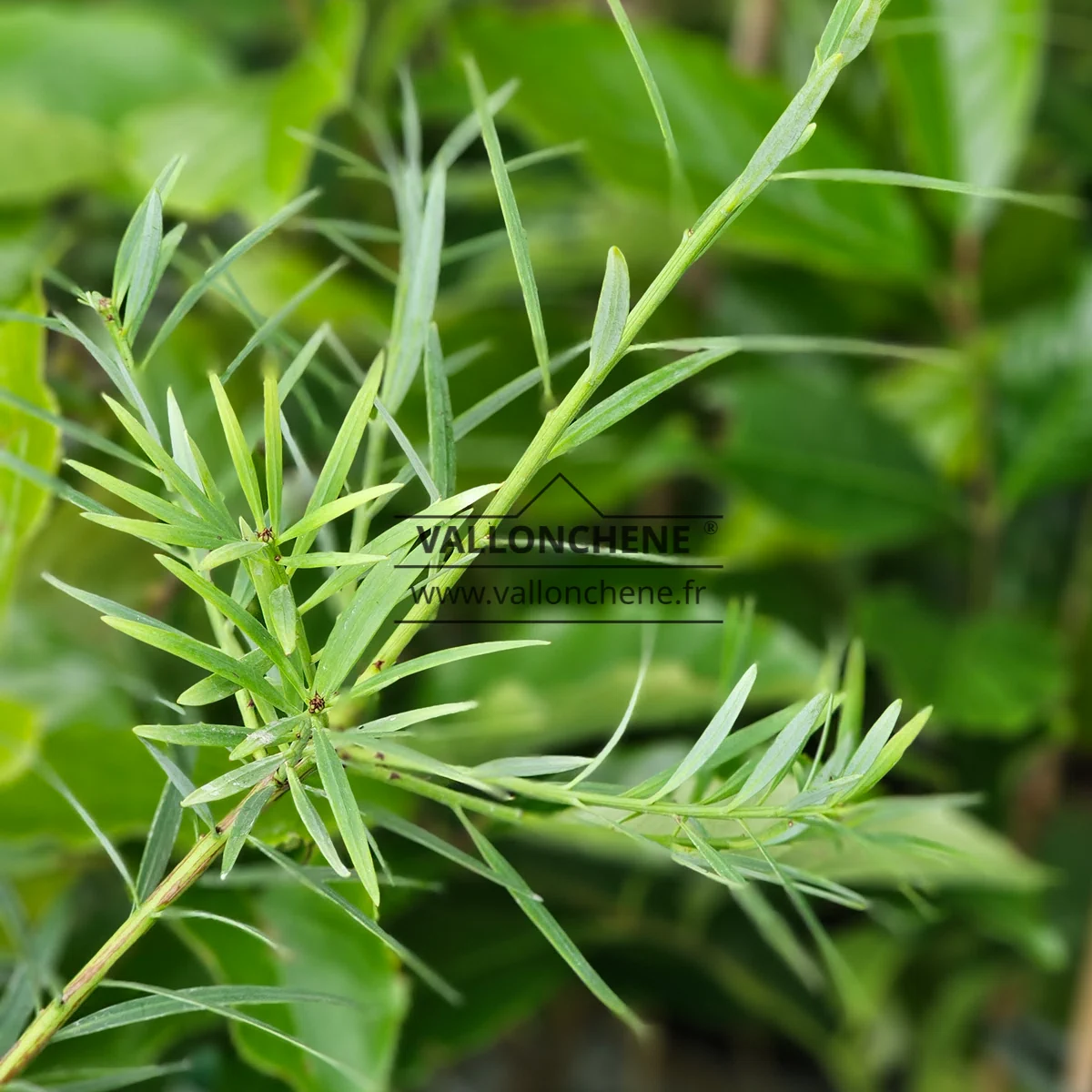 Laub und Äste von PODOCARPUS salignus (PODOCARPUS chilinus)