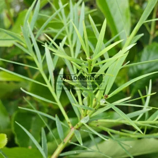 Follaje y brotes del PODOCARPUS salignus (PODOCARPUS chilinus)