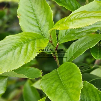 Follaje verde del PRUNUS zippeliana var. puberifolia