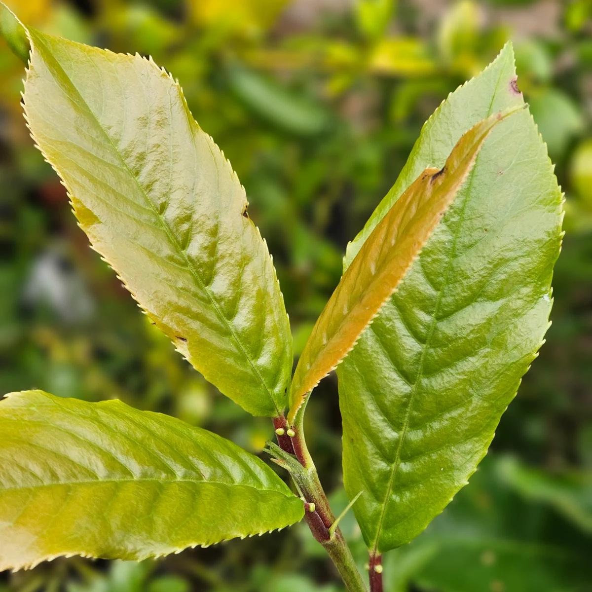 Nuevas hojas del PRUNUS zippeliana var. puberifolia en su fase inicial de crecimiento.