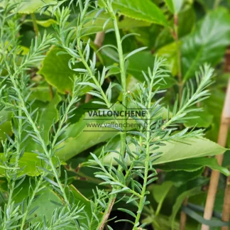 Foliage and branches of SAXEGOTHAEA conspicua