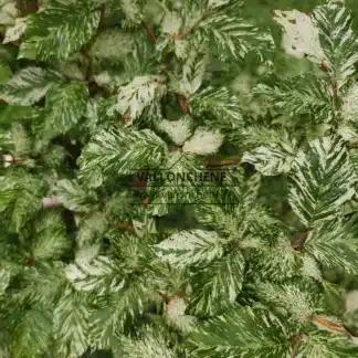 Green foliage variegated with white of the FAGUS sylvatica 'Franken'