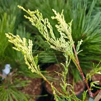 Primer plano del follaje amarillo de CALOCEDRUS decurrens 'Giele's Goldie'