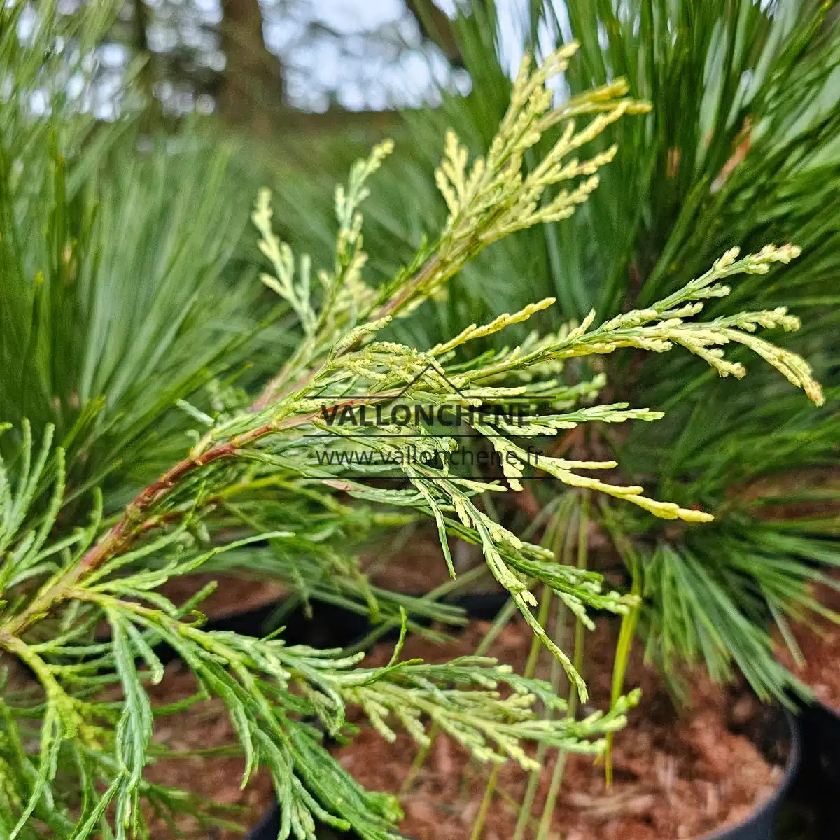 Branches d'un CALOCEDRUS decurrens 'Giele's Goldie'