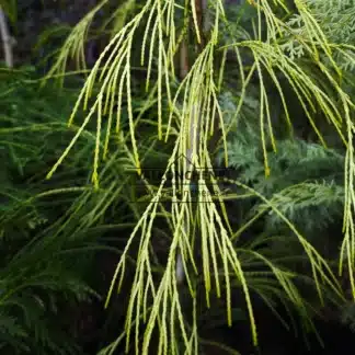 Follaje amarillo del CHAMAECYPARIS lawsoniana 'Filip's Golden Sprinklers'