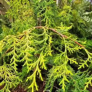 Yellow foliage of CHAMAECYPARIS obtusa 'Filip's Golden Falls'