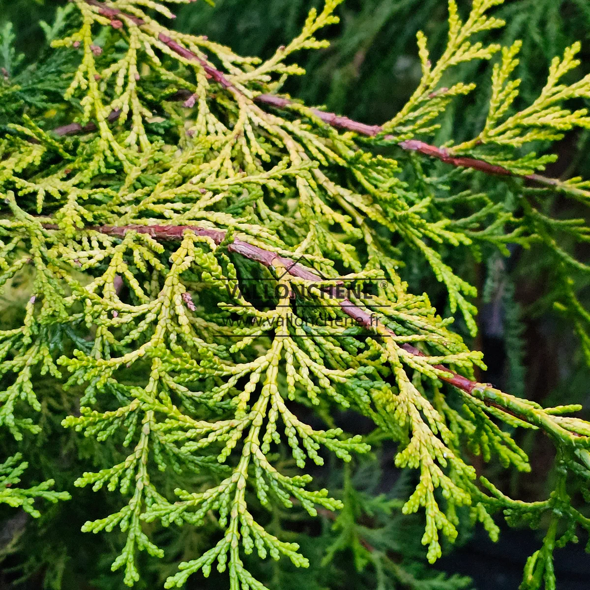 Foliage and branches of CHAMAECYPARIS obtusa 'Filip's Golden Falls'