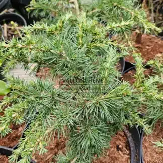 Follaje verdoso de Cedrus libani 'Green Wave'