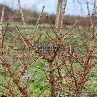 Bare wood in winter of LARIX laricina 'Deborah Waxman'