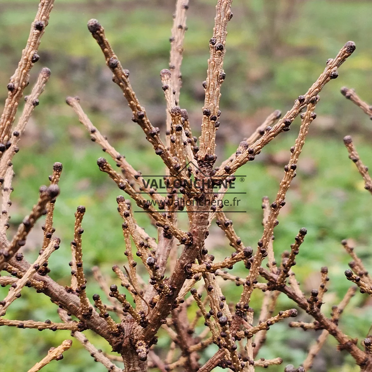 Gros plan sur le bois et les bourgeons du LARIX laricina 'Deborah Waxman'