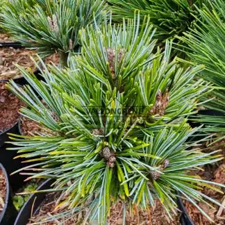 Close-up of a PINUS koraiensis 'Tong Hua'