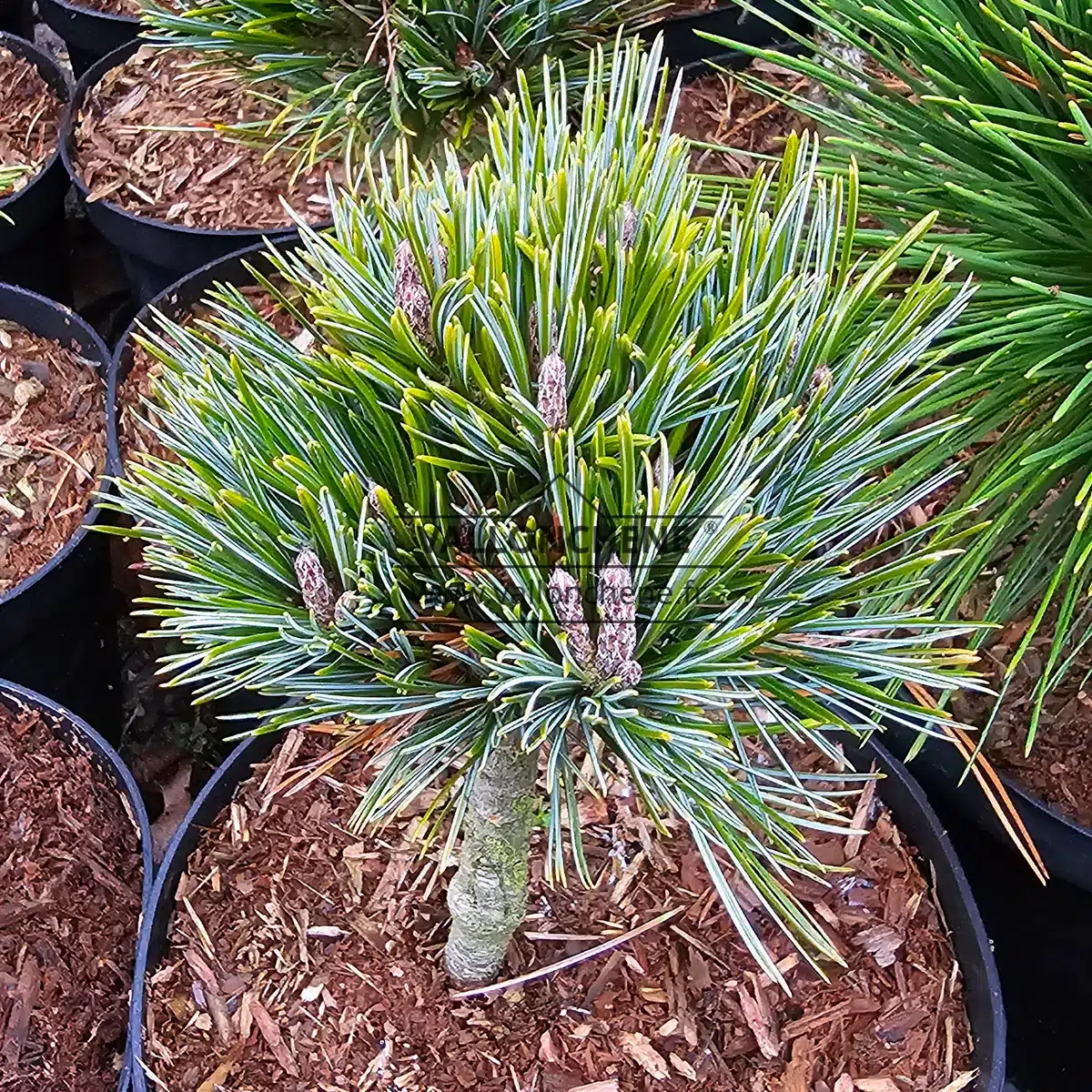 Aiguilles et bourgeons du PINUS koraiensis 'Tong Hua'