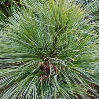 Primer plano del follaje de PINUS strobus 'Connecticut Slate'