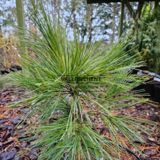 A PINUS strobus 'Ground Hugger' about 3 years old