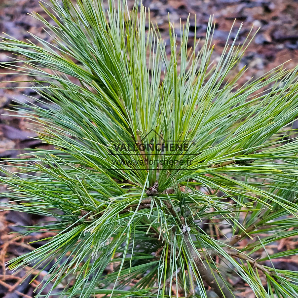 Foliage of PINUS strobus 'Ground Hugger'