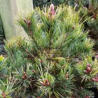 Agujas y yemas de Pinus parviflora 'Iona'