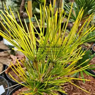 Yellow and green foliage of SCIADOPYTIS verticillata 'Gold Star'