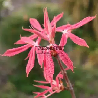 Close-up of the pink and crinkled foliage of AESCULUS neglecta 'Erythroblastos'