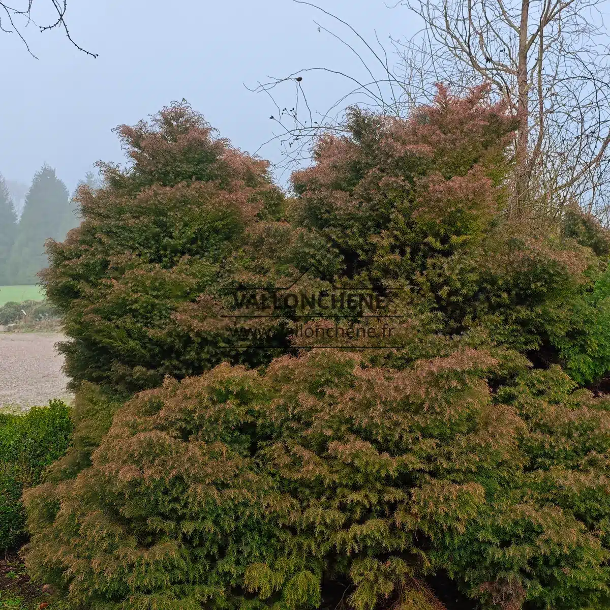 CRYPTOMERIA japonica 'Elegans' mit seiner typischen rostfarbenen Färbung im Winter