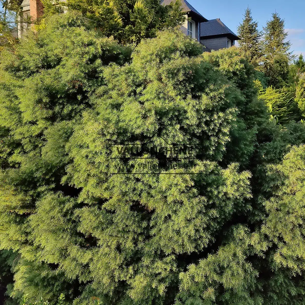 CRYPTOMERIA japonica 'Elegans' bien vert