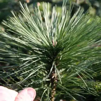 Primer plano de las grandes agujas de PINUS jeffreyi 'Joppi' comparadas con un pulgar