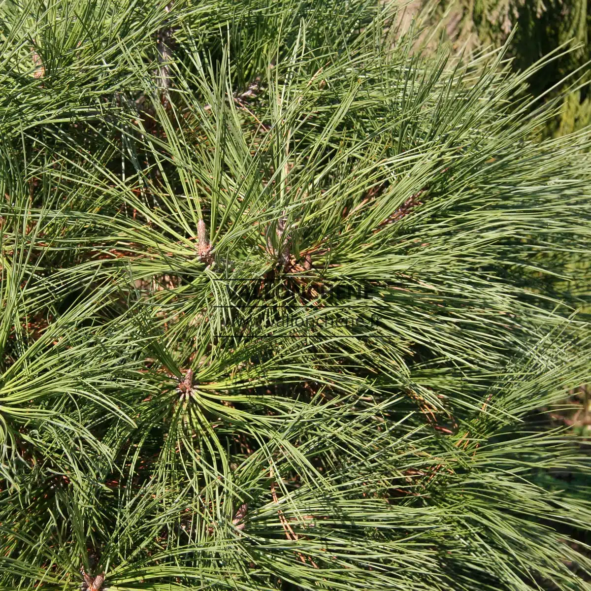 Sehr dichtes Laub von PINUS jeffreyi 'Joppi'