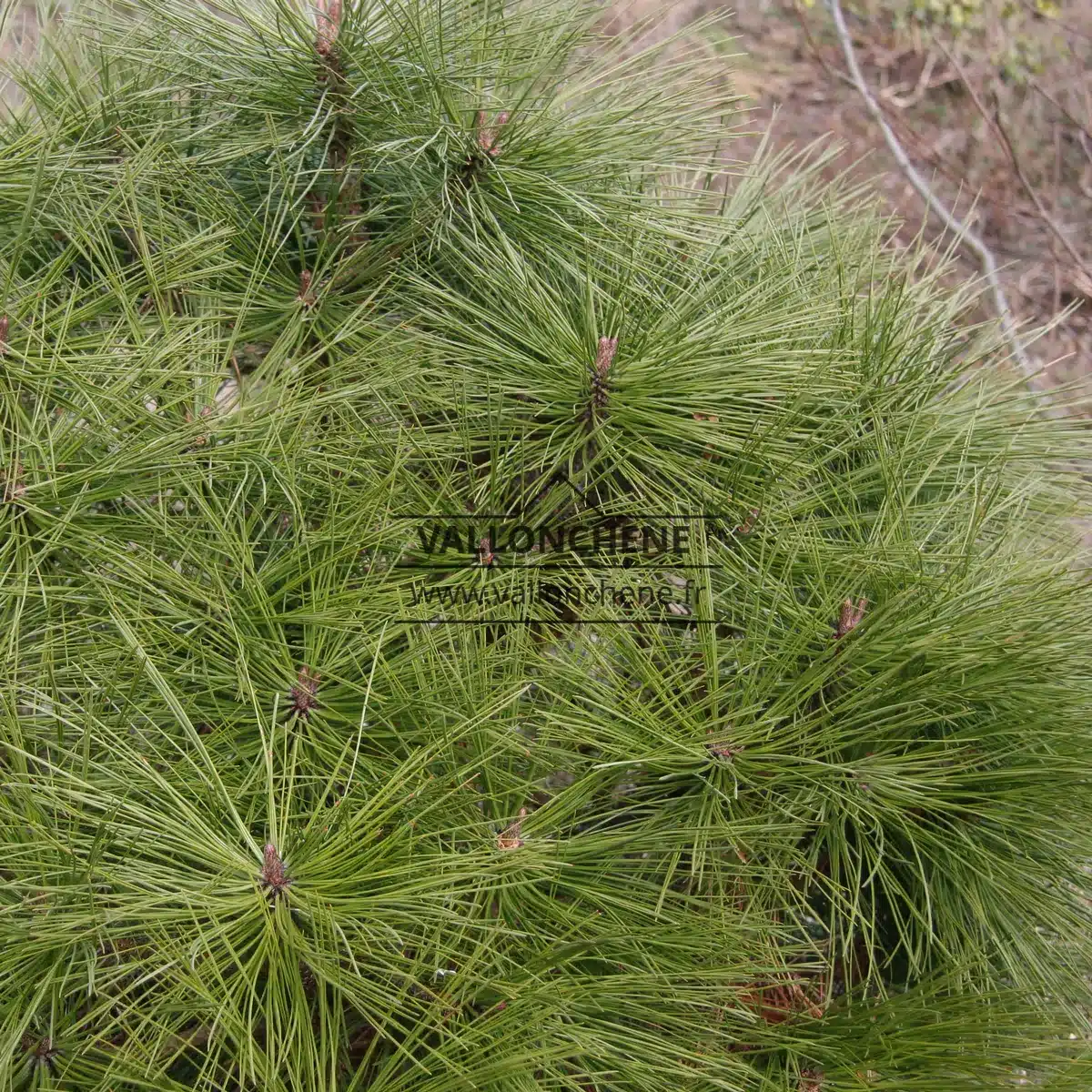 Hier kann man die abgerundete Form von PINUS jeffreyi 'Joppi' sehen.