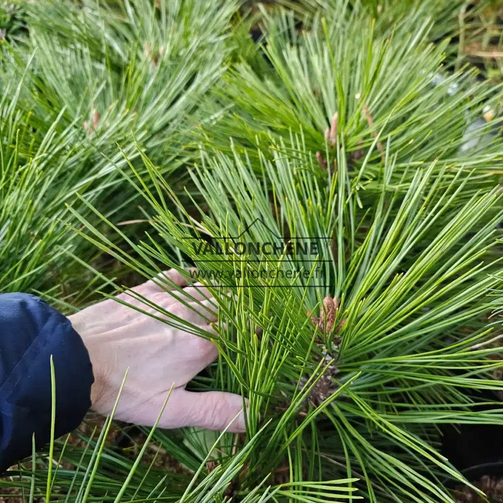 Nahaufnahme der Nadeln von PINUS jeffreyi 'Joppi' im Vergleich zu einer Hand