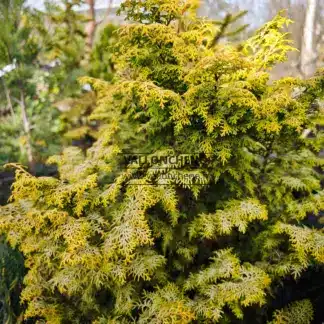 Bright yellow spring foliage of CHAMAECYPARIS obtusa 'Melody'