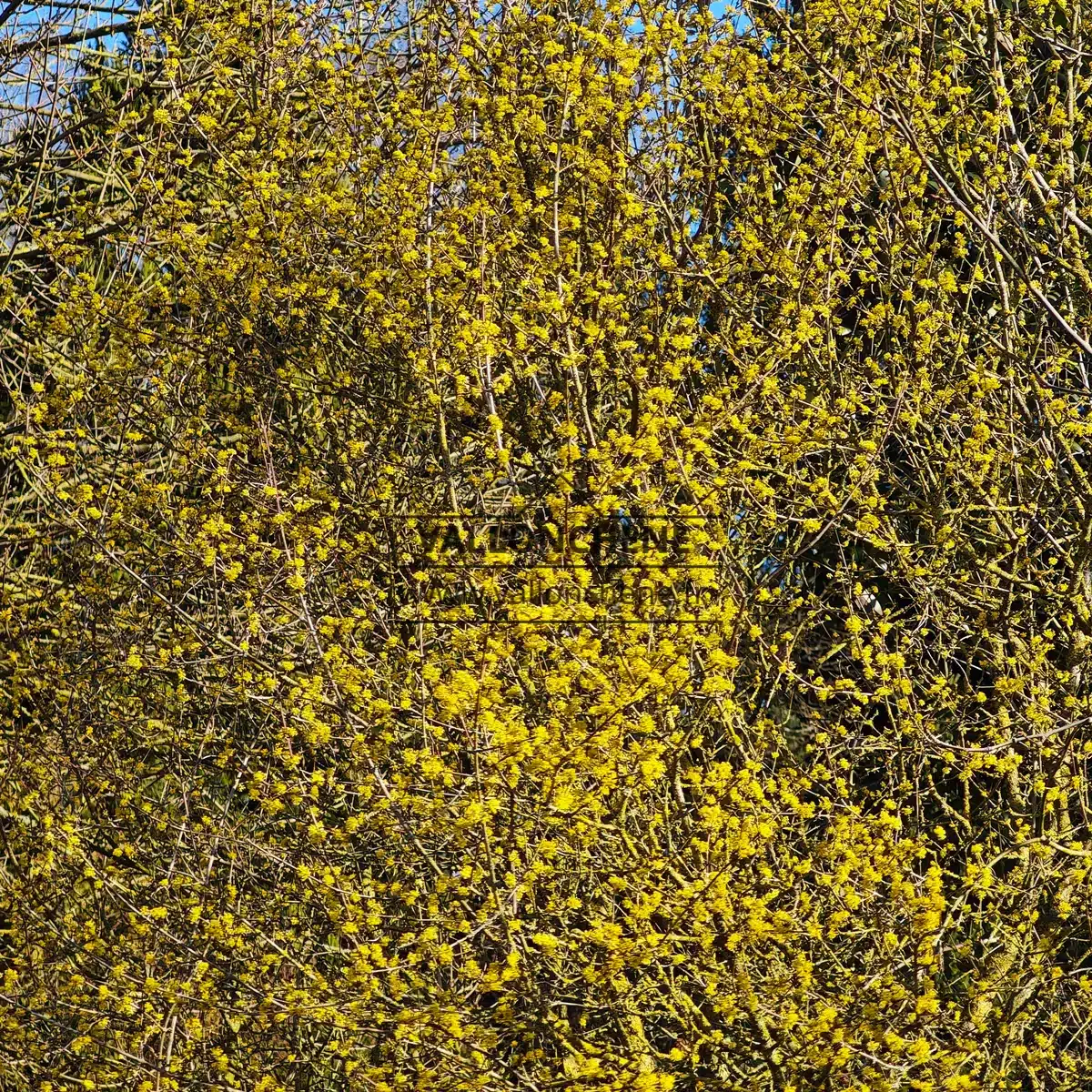 Un CORNUS mas 'Aurea' tout en fleurs en fin d'hiver