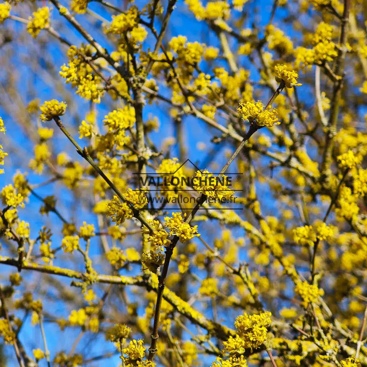 Gros plan sur les fleurs hivernales du CORNUS mas 'Aurea'